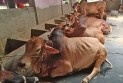 কোরবানির বাজারে ভারতীয় গরুর শঙ্কা, দামে ধসের আশঙ্কায় খামারিরা